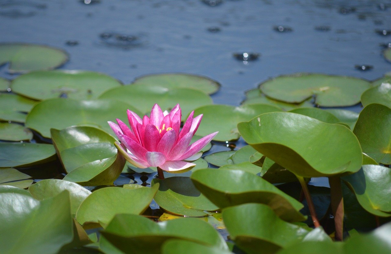 Comment Cacher Les Bords D'un Bassin Préformé Techniques écologiques pour cacher les bords d'un bassin préformé